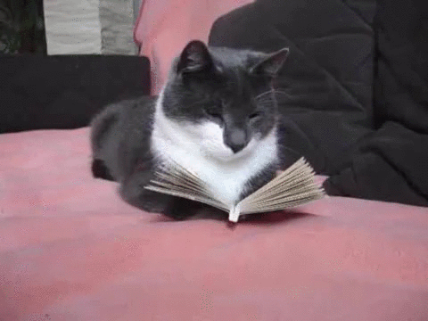 GATO2.iw5d.gif